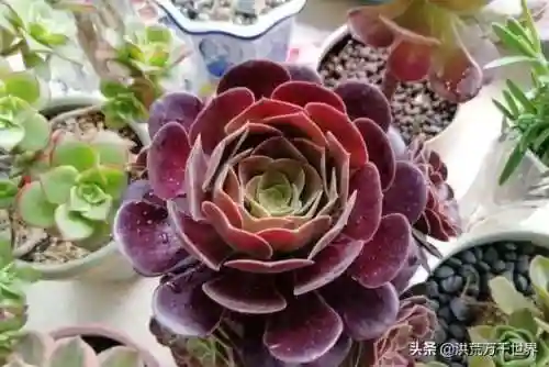 阴阳法师阵容搭配图表(王者模拟战法师阵容)插图5 阴阳法师阵容搭配图表(王者模拟战法师阵容)插图5
