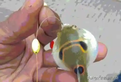 十大垃圾鱼(清理鱼缸粪便鱼前十名)插图9