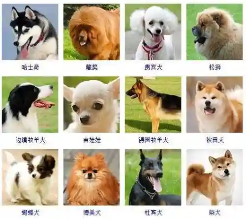 宠物狗的品种及价格图片大全(十大适合家养的狗)