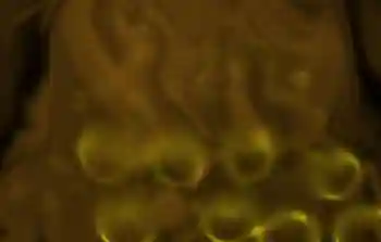 虐杀原形1所有怪物图鉴(虐杀原形2怪物介绍)插图28 虐杀原形1所有怪物图鉴(虐杀原形2怪物介绍)插图28