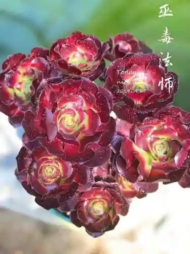 法师最牛最霸气名字(一眼就看出是玩法师的ID)插图26