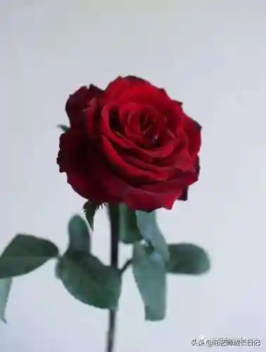 传奇红玫瑰搭配阵容图片(传奇红玫瑰花介绍)插图2