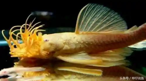 怪怪水族箱鱼类介绍(怪怪水族馆所有生物图鉴)插图9