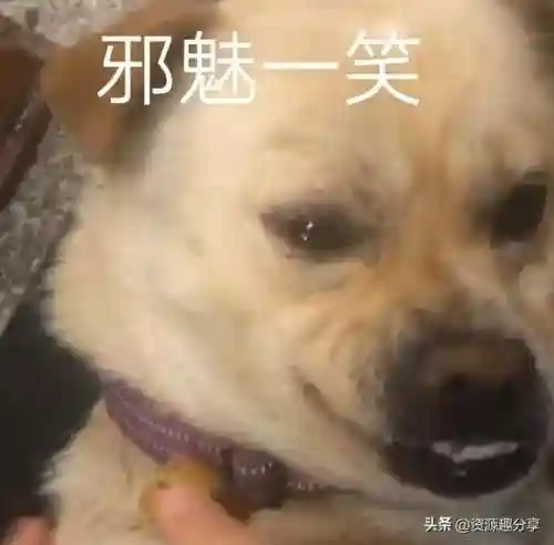 40个顶级搞笑笑话(积极向上正能量的幽默笑话)插图13