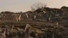 史前星球阵容搭配图表(怪物星球2完美搭配)插图40 史前星球阵容搭配图表(怪物星球2完美搭配)插图40