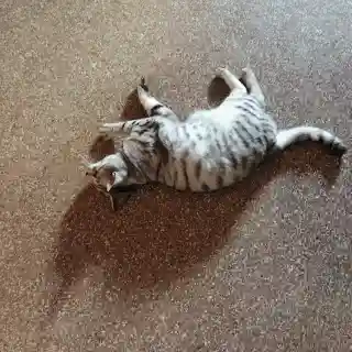 吉祥猫咪阵容搭配图鉴最新(铃鹿御前阵容搭配pve)插图5