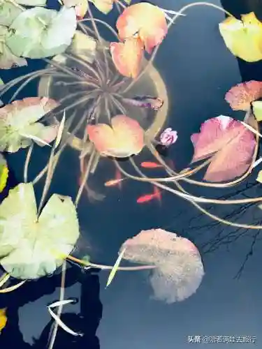 洛克王国紫藤快速获得(洛克王国紫藤150怎么弄)插图20