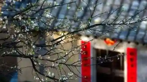 洛克王国独角兽紫藤(洛克王国紫藤150怎么弄)插图37