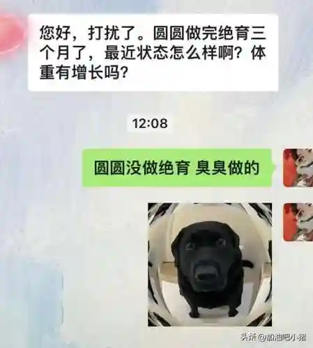 猫咪最新永久地域网名(猫咪的最新网名自动跳转)插图12 猫咪最新永久地域网名(猫咪的最新网名自动跳转)插图12