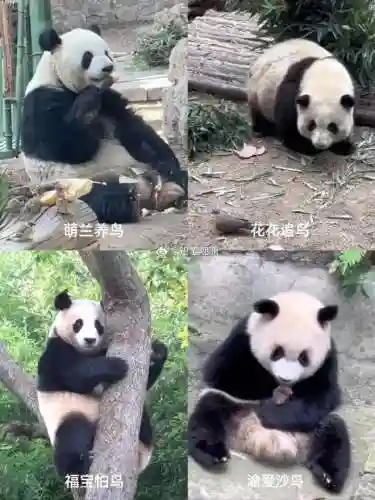 疯狂小鸟出击阵容搭配(全民鸟将后期阵容搭配推荐)插图2