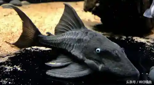 怪怪水族箱鱼类介绍(怪怪水族馆所有生物图鉴)插图2
