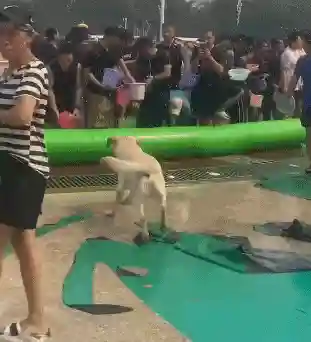 祖传水枪阵容怎么搭配最好(豪侠枪手配什么阵容装备)插图32