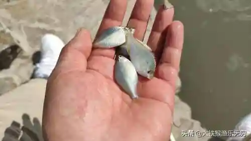 十大垃圾鱼(清理鱼缸粪便鱼前十名)插图1