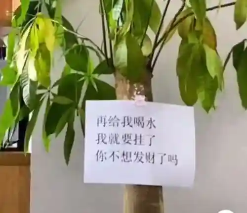 镇宅最灵的三种花(排名第一镇宅花)插图12