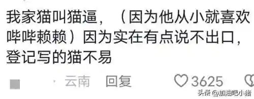 猫咪最新永久地域网名(猫咪的最新网名自动跳转)插图2 猫咪最新永久地域网名(猫咪的最新网名自动跳转)插图2