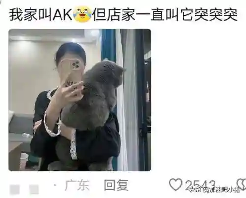 猫咪最新永久地域网名(猫咪的最新网名自动跳转)插图9 猫咪最新永久地域网名(猫咪的最新网名自动跳转)插图9