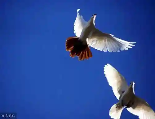 天使的翅膀(天使的翅膀讲述了什么故事)