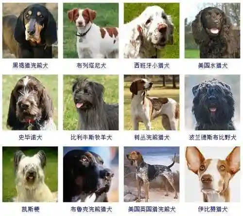 宠物狗的品种及价格图片大全(十大适合家养的狗)插图13