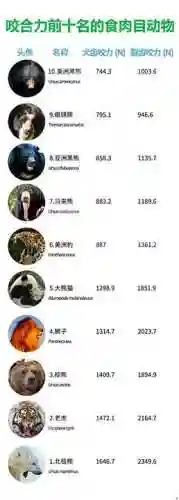 大熊猫的资料(三年级写熊猫300字优秀)插图6
