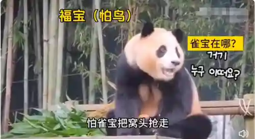 疯狂小鸟出击阵容搭配(全民鸟将后期阵容搭配推荐)插图20