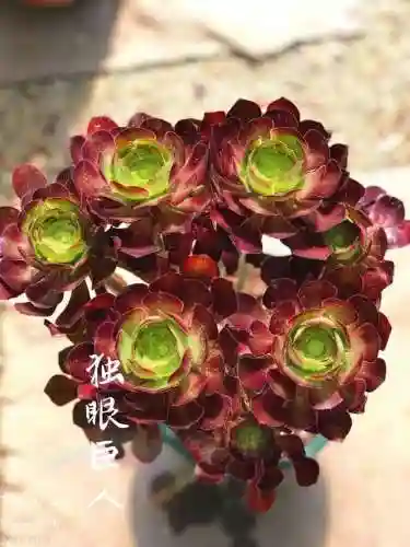 法师最牛最霸气名字(一眼就看出是玩法师的ID)插图21