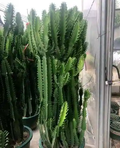 镇宅最灵的三种花(排名第一镇宅花)