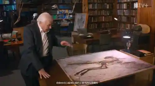 史前星球阵容搭配图表(怪物星球2完美搭配)插图24 史前星球阵容搭配图表(怪物星球2完美搭配)插图24