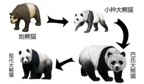 大熊猫的资料(三年级写熊猫300字优秀)插图3