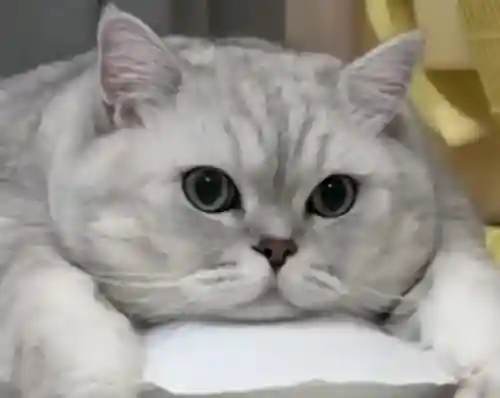 赏金猎人猫咪阵容搭配(赏金猎人阵容怎么运营)插图1