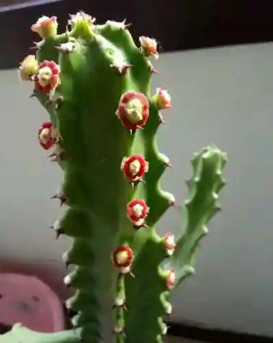 镇宅最灵的三种花(排名第一镇宅花)插图5