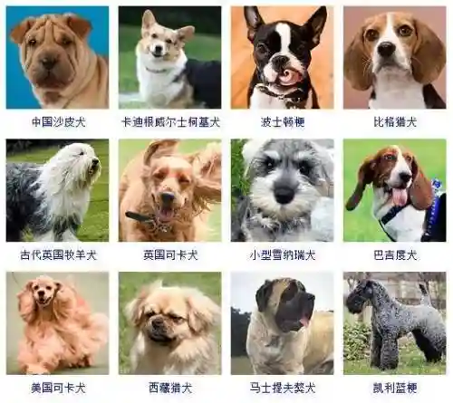 宠物狗的品种及价格图片大全(十大适合家养的狗)插图5