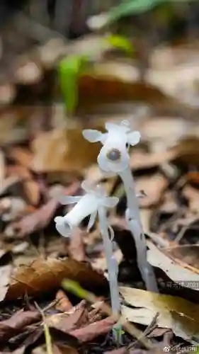 幽灵豌豆射手(岩石豌豆)