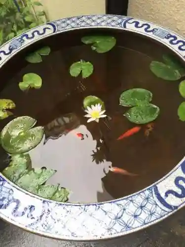 洛克王国红爪精灵技能(洛克王国金爪狂狮怎么超进化)插图22