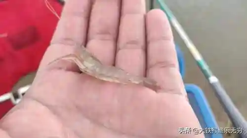十大垃圾鱼(清理鱼缸粪便鱼前十名)插图5