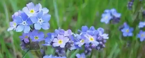勿忘我花语(勿忘我适合送什么人)