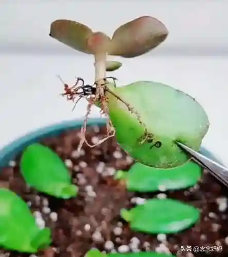 植物大战僵尸叶子阵容搭配(植物僵尸最强阵容)插图3