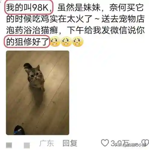 猫咪最新永久地域网名(猫咪的最新网名自动跳转)插图3 猫咪最新永久地域网名(猫咪的最新网名自动跳转)插图3