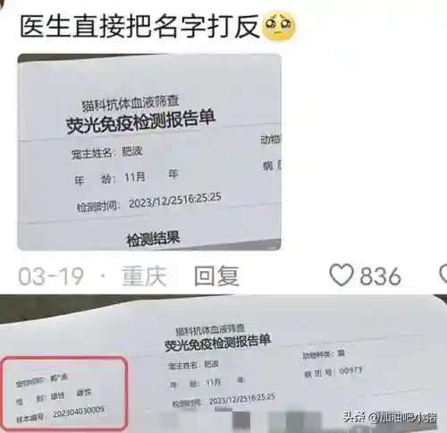 猫咪最新永久地域网名(猫咪的最新网名自动跳转)插图1 猫咪最新永久地域网名(猫咪的最新网名自动跳转)插图1
