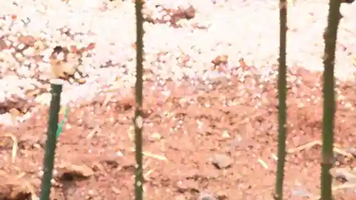 狩猎庭院阵容搭配攻略(玛尔斯之殿阵容搭配推荐)