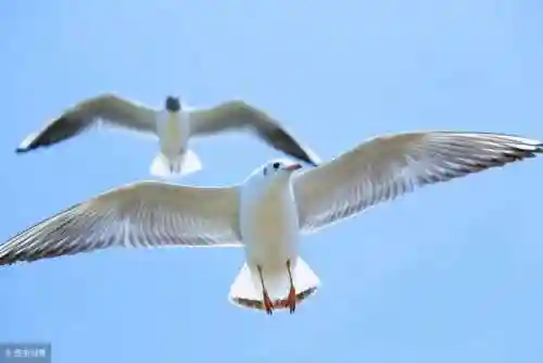 天使的翅膀(天使的翅膀讲述了什么故事)插图1