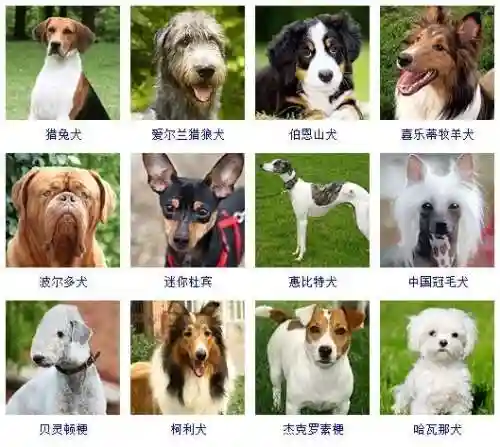 宠物狗的品种及价格图片大全(十大适合家养的狗)插图3