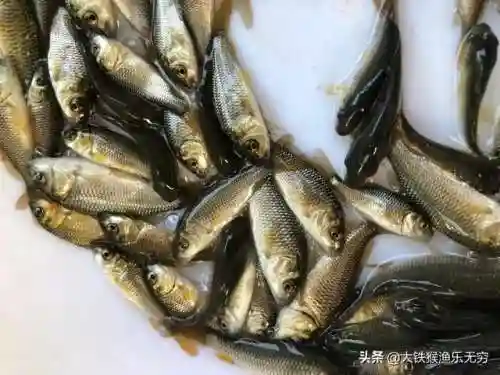 十大垃圾鱼(清理鱼缸粪便鱼前十名)插图6