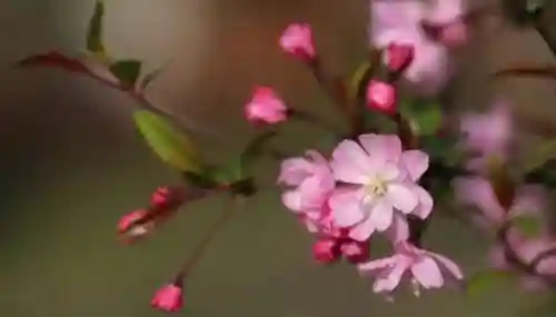 洛克王国独角兽紫藤(洛克王国紫藤150怎么弄)插图9