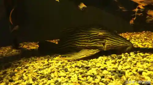 怪怪水族箱鱼类介绍(怪怪水族馆所有生物图鉴)插图3