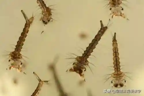 孓孑孓孒怎么读(魃魈魁鬾魑魅魍魉怎么读什么意思)插图5