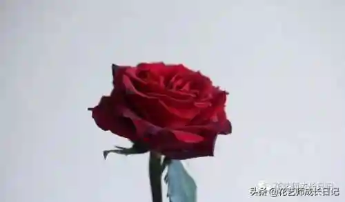 传奇红玫瑰搭配阵容图片(传奇红玫瑰花介绍)插图5