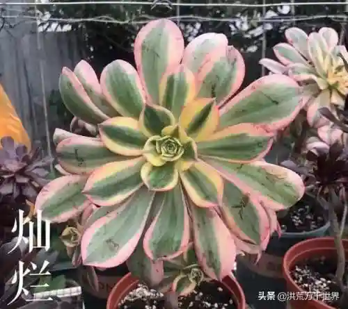 阴阳法师阵容搭配图表(王者模拟战法师阵容)插图15 阴阳法师阵容搭配图表(王者模拟战法师阵容)插图15