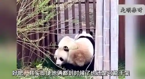 狗熊奶妈阵容怎么搭配(云顶之弈奶妈主c阵容)插图1 狗熊奶妈阵容怎么搭配(云顶之弈奶妈主c阵容)插图1