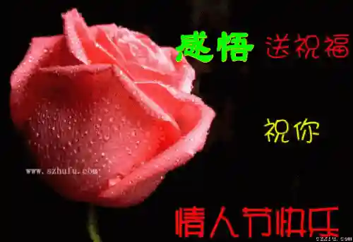 情人节图片(七夕照片配图)插图3