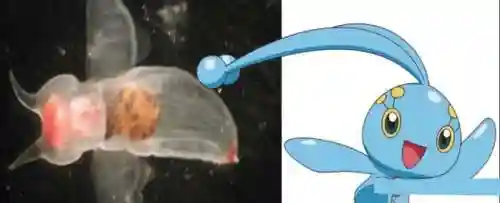 宠物小精灵吧(神奇宝贝精灵名字大全)插图3